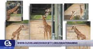 Tall order: Help name Cleveland Zoo’s new baby giraffe
