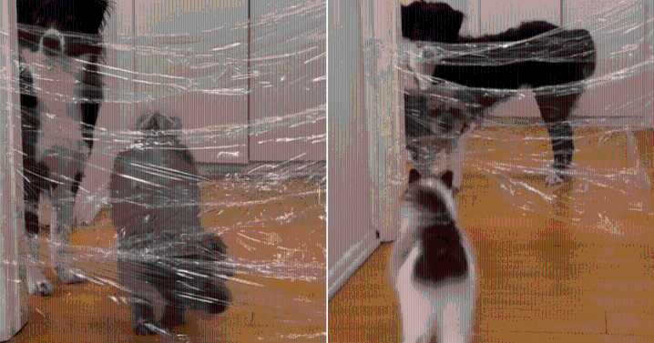 Dogs and Cat Hilariously Outsmart ‘Invisible Wall’ Prank, Well, Almost