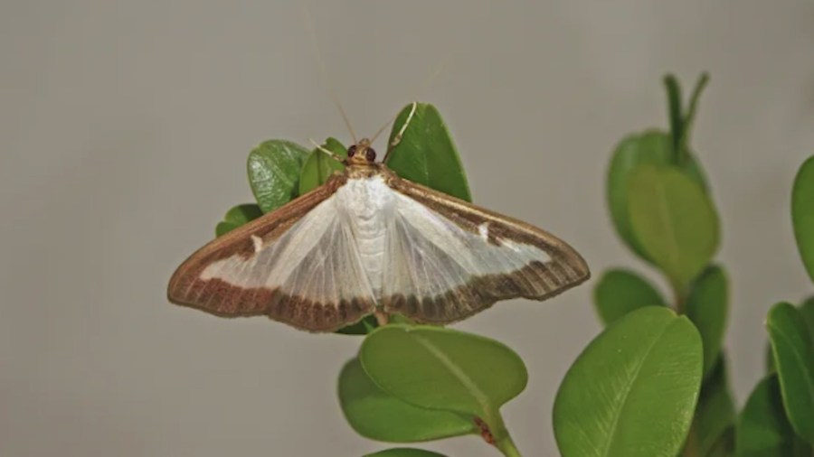 Invasive box tree moths detected in Virginia for first time