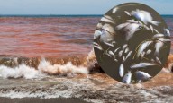 Yucatán emite alerta sanitaria por Marea Roja en tres municipios costeros