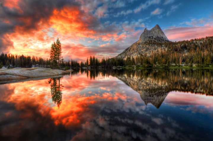 Yosemite National Park Scientists Rejoice After Species Returns Two Decades Later And Restores The Site's Natural Heritage