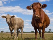 James Uthmeier reclassifies animal tranquilizer xylazine for use on farms