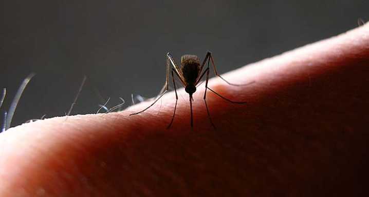 Duchesne County Latest Positive For West Nile Virus In Mosquito Pool