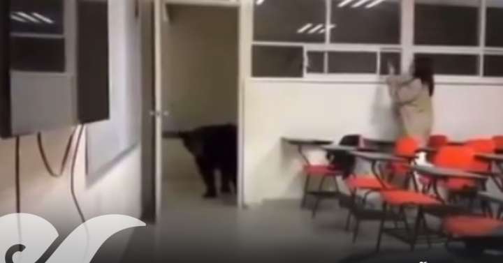 Entra un oso a salón de clases en Nuevo León