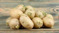 Are Sprouted Potatoes Safe To Eat? Here's What You Need To Know