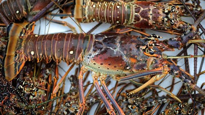 Florida lobster season starts today August 6