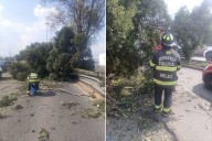 Caída de árbol en Boulevard Aeropuerto genera caos vial en Toluca