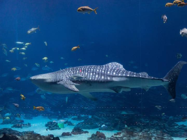 'His overall condition was deteriorating': Georgia Aquarium announces death of male whale shark
