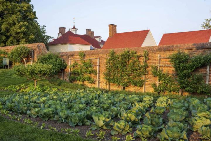 Grow fruit trees in small spaces with the trick known as espalier