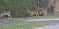 Deer causing road safety issues in Troutville