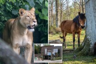 Mom donates daughter's pony to zoo to be devoured by lions