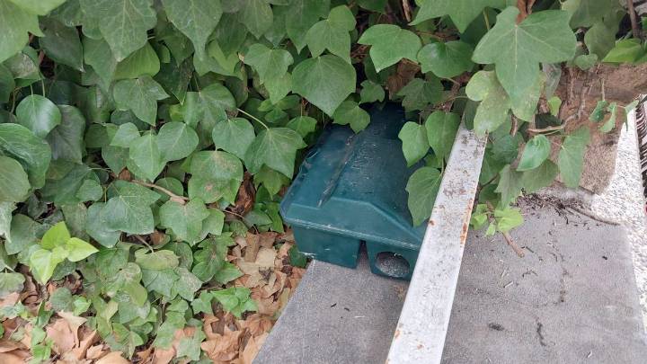 Un experto sobre la plaga de ratas en Zaragoza: "Hay más incidencia en las ciudades con río"