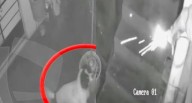 Huaral Mascota al rescate: perrita habría apagado mecha de explosivo en atentado contra su dueño últimas