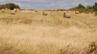 Mennonite Father Tortures Family By Taking a Ride to the Country to Look at the Crops