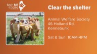 Fetch ME a Home | Pet adoption fees discounted at Animal Welfare Society