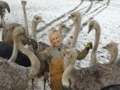 A court says cull of 400 ostriches in B.C. can proceed: what to know