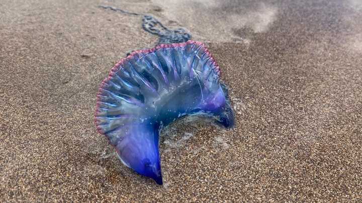 Los motivos por los que cada vez hay más medusas en las playas de España