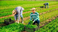 BUENAS NOTICIAS INMIGRANTES | Un estado de EE.UU. BUSCA PERSONAS para trabajar en el campo y con EXCELENTE PAGA