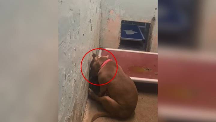 New Jersey Pitbull Shuts Down In Kennel After Family Gives Up On Her