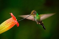Más de 30 millones de colibríes emprenden su migración de otoño hacia el sur: trucos para que logres ver algunos en tu jardín