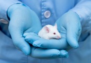 Targeting Cell Cycle Protein Sensitizes Tumors to Radiotherapy 