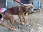 Fiscalía rescata a dos perritos víctimas de maltrato en Tijuana