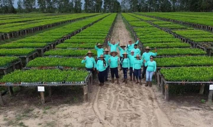 Siembran más de 4 mil plantas de pinos en Monagas
