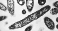 7th person dies from Legionnaires' outbreak in Harlem, with 114 confirmed cases