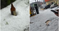 Granizada pinta de blanco a Tancítaro, Michoacán y ponen a enfriar las "chelas"