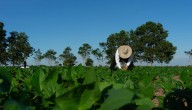 PIB agropecuario creció 3,8% en el segundo trimestre del año, campo sigue siendo motor de crecimiento
