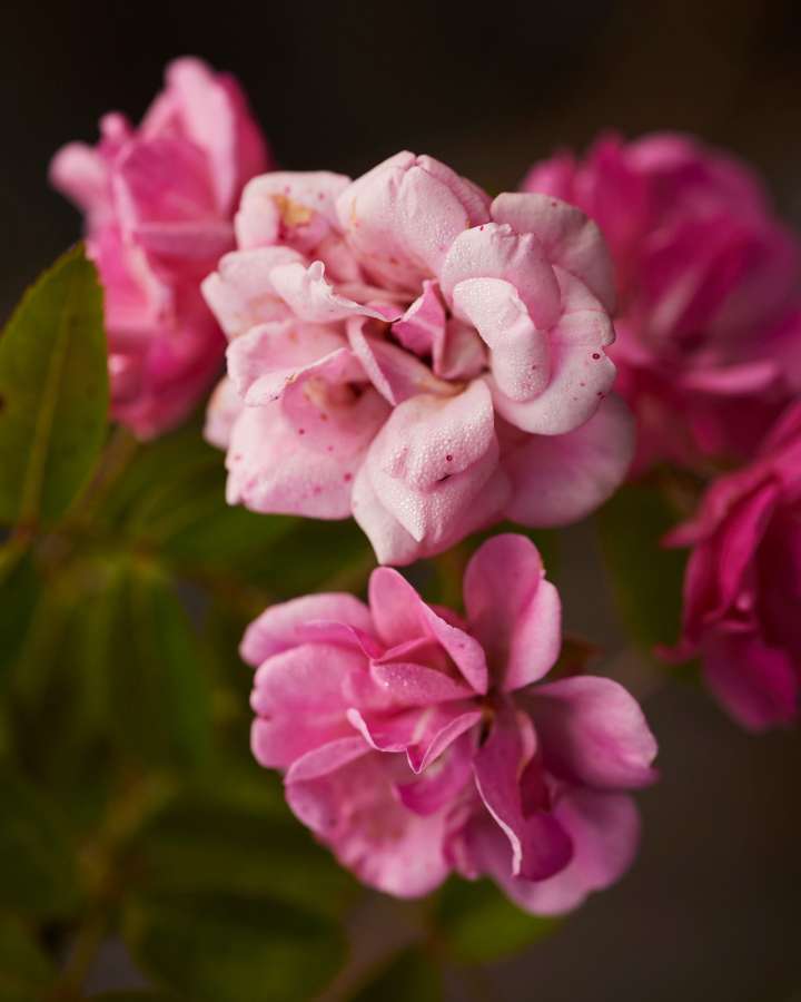 A mysterious rose survived Hurricane Katrina and spread throughout the US. Its origins are still unknown