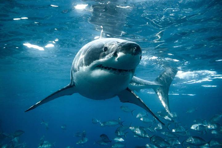 U.S. Tourist Attacked by Shark While Spearfishing in the Bahamas