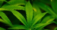 Trump says he may reclassify cannabis as less dangerous drug