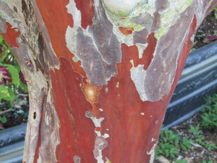 Plant Doctor: No need to worry as crape myrtles shed bark