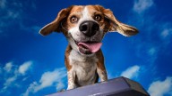 This Photographer Helps Adoptable Dogs With Beautiful Photos