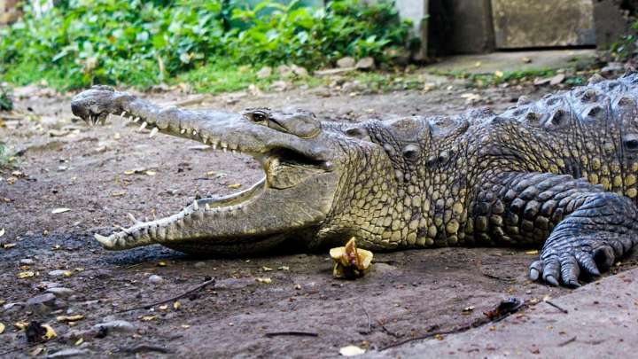 En Buenaventura hay alerta entre las autoridades por desapariciones forzadas, al parecer estarían usando cocodrilos
