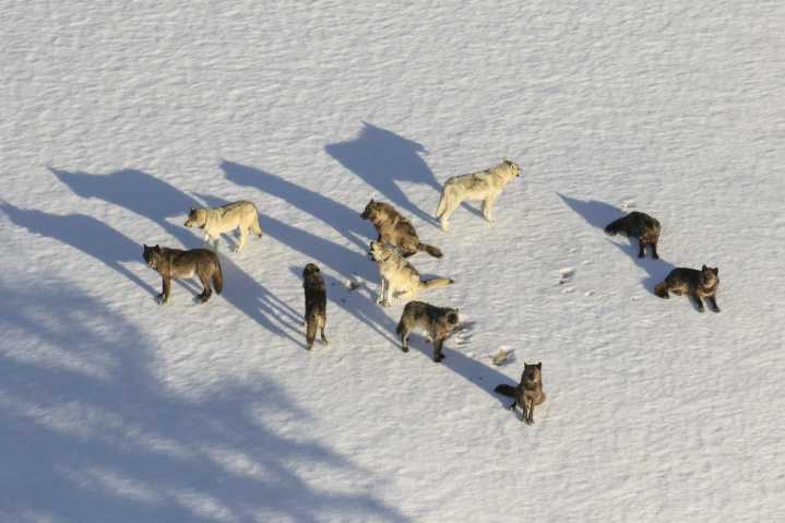 Yellowstone biologist offers his take on on Colorado wolf reintroduction