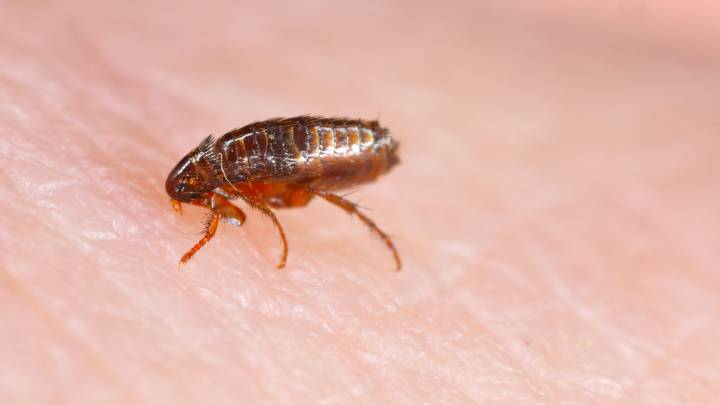 South Lake Tahoe resident tests positive for plague