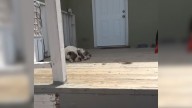 Dog With Deformed Legs Sticks To A Porch In A California Neighborhood, And Turns Out To Be The Right Choice