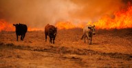 Los incendios abrasan la península Ibérica: espectaculares fotos de los fuegos en España y Portugal