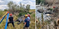 Rescue teams free horse trapped in the mud in Boulder County