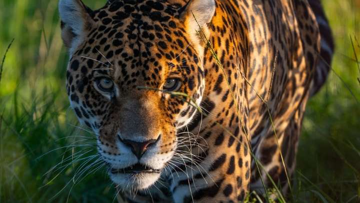 Mataron, carnearon y se comieron a un yaguareté: comienza un juicio histórico en Formosa