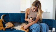 Soy entrenadora de perros y éste es el lugar donde más le gusta recibir caricias a tu mascota