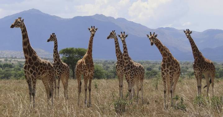 Giraffe species in Africa quadruples in number: analysis