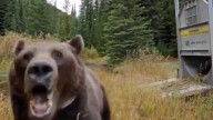 Lower 48 Bears Are More ‘Grouchy’ And Prone To Attack, Biologist Says