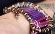 ‘They get such a bad rap’: Meet Lottie, Anderson Humane Wildlife’s ambassador snake