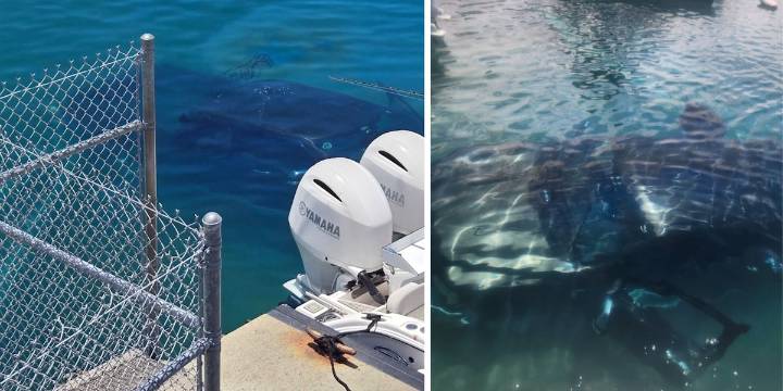 Truck submerged into harbor after brakes malfunction