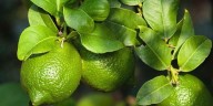 Por esta razón deberías de comer limón con frecuencia