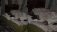 Beloved 14-Year-Old Dog Gets A Beautiful Surprise From His Florida Owners