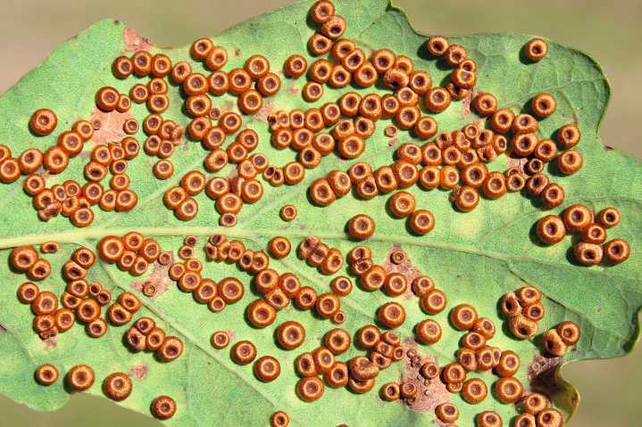 Galls: Nature's most beautiful, horrifying and intriguing parasites
